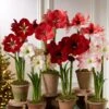 Premium Amaryllis Bulb -Garden Care Specialty Store 39 733 2021 04 tif