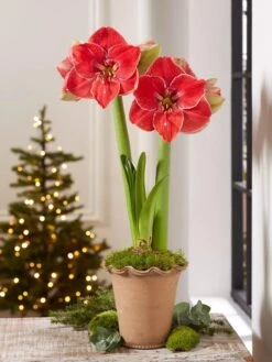 Premium Amaryllis Bulb -Garden Care Specialty Store 39 733 MagicalTouch 2021 10 tif