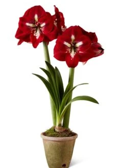 Premium Amaryllis Bulb -Garden Care Specialty Store 39733 2020 2002 silo tif