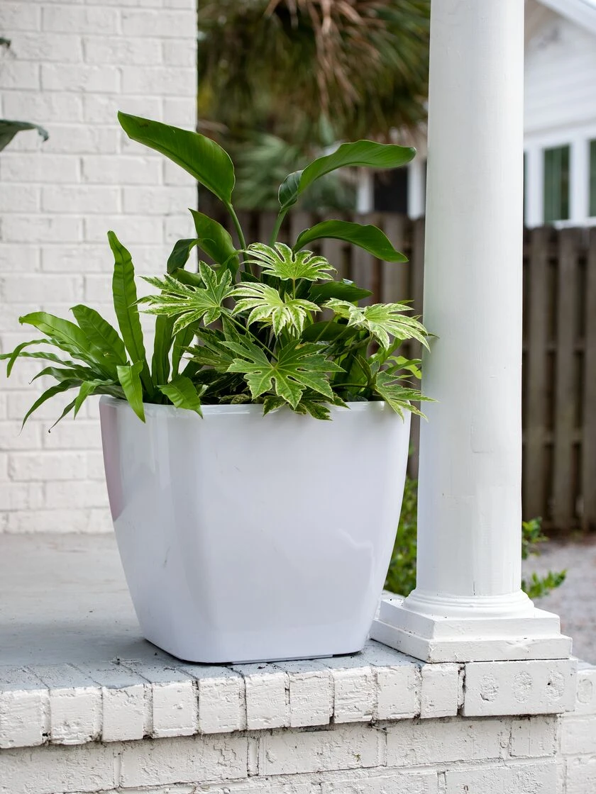 Viva Square Self-Watering Rolling Planter, 20" Diameter, Set of 2 Viva Square Self-Watering Rolling Planter, 20" Diameter, Set Of 2 -Garden Care Specialty Store 3 4 crop 8612930 0033 tif