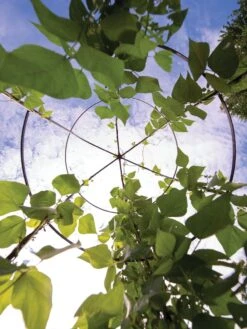 Jardin Tower -Garden Care Specialty Store 3 4 crop 8612997 0033