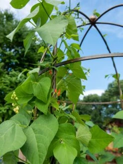 Jardin Tower -Garden Care Specialty Store 3 4 crop 8612997 0058