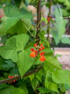 Jardin Tower -Garden Care Specialty Store 3 4 crop 8612997 0059