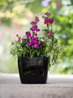 Viva Square Self-Watering Planter, 7" Diameter -Garden Care Specialty Store 8595223 1107 tif