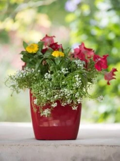 Viva Square Self-Watering Planter, 7" Diameter -Garden Care Specialty Store 8595223 1111 tif