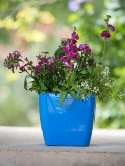 Viva Square Self-Watering Planter, 7" Diameter -Garden Care Specialty Store 8595223 1113 tif