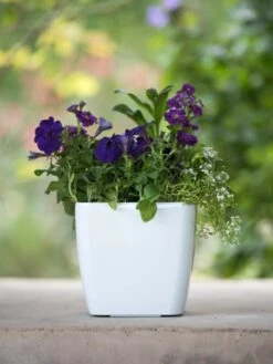 Viva Square Self-Watering Planter, 7" Diameter -Garden Care Specialty Store 8595223 1118 tif