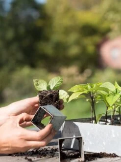 Galvanized Seed Starting Tray -Garden Care Specialty Store 8595893 4382 tif