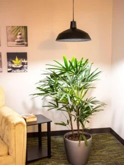 Barnyard Pendant LED Grow Light 4 Barnyard Pendant LED Grow Light -Garden Care Specialty Store 8598025 0256