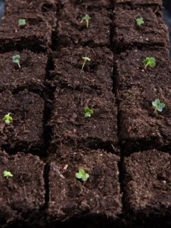 Vermont Compost Company Fort Vee™ Potting Mix, 20 Quarts -Garden Care Specialty Store 8599281 5930