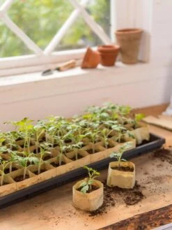 Paper Pots, 50 Cell -Garden Care Specialty Store 8599830 0502 paper pots 50 cell tif