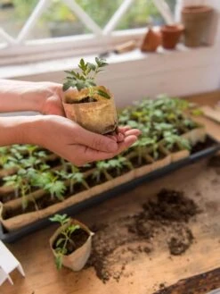 Paper Pots, 50 Cell -Garden Care Specialty Store 8599830 0507 tif