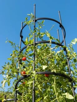 Titan Tall Tomato Cages, Set Of 3 -Garden Care Specialty Store 8599860 0066 tif