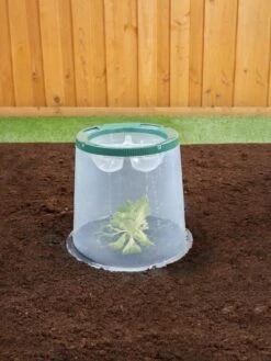 Sunny Forcing Cloches, Set Of 3 -Garden Care Specialty Store 8600075 02V tif