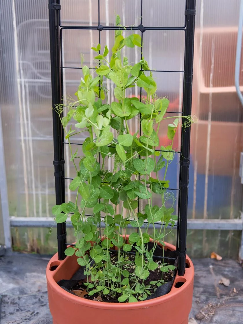 Gardener’s Victory Self-Watering Planter with Vine Trellis Gardener’s Victory Self-Watering Planter With Vine Trellis -Garden Care Specialty Store 8600178 5000 tif