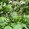 Arden Single Stem Supports, Set Of 2 1 Arden Single Stem Supports, Set Of 2 -Garden Care Specialty Store 8609887 8022 tif