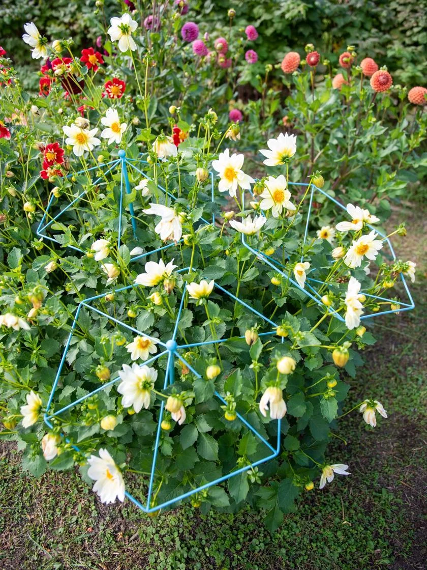 Parasol Plant Supports, Set of 3 Parasol Plant Supports, Set Of 3 -Garden Care Specialty Store 8611129 004 tif