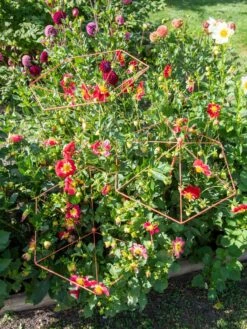 Parasol Plant Supports, Set Of 3 4 Parasol Plant Supports, Set Of 3 -Garden Care Specialty Store 8611129 050 tif