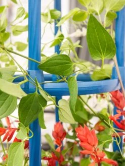 Fleur De Lis Obelisk, 67" -Garden Care Specialty Store 8611663 0607 tif