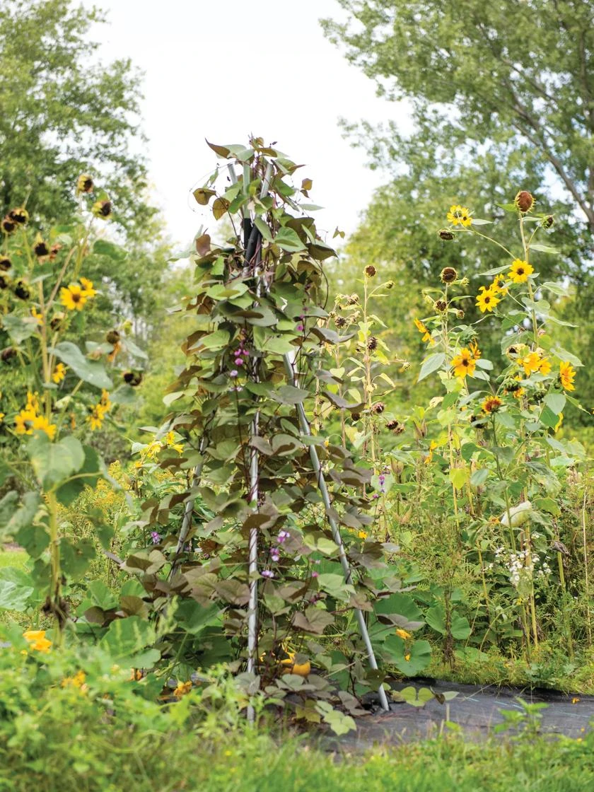 DIY Connector for Teepee Trellis DIY Connector For Teepee Trellis -Garden Care Specialty Store 8611896 062 tif