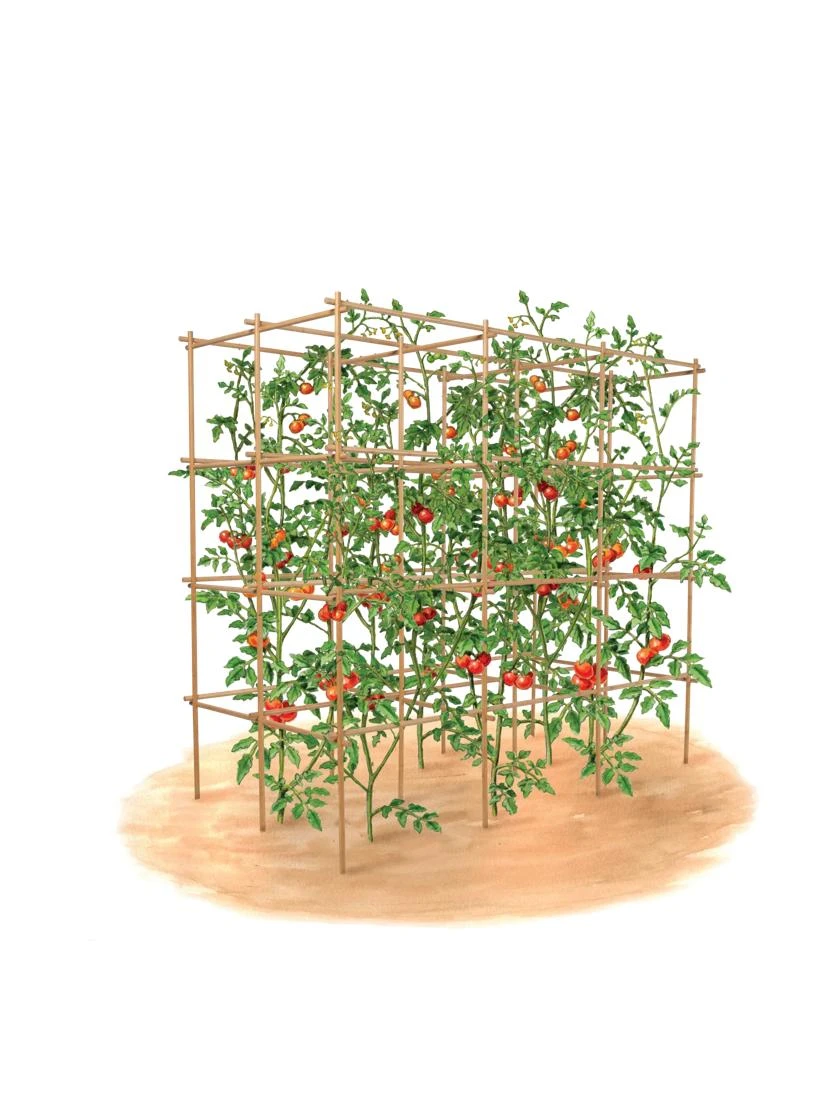 Tomato Six Pack Support Tomato Six Pack Support -Garden Care Specialty Store 8613143 art flat