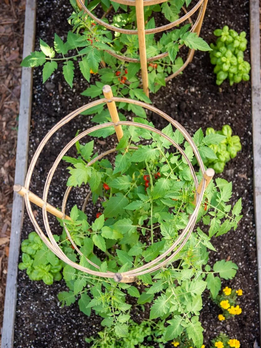 Bamboo Tomato Cages, Set of 3 Bamboo Tomato Cages, Set Of 3 -Garden Care Specialty Store 8613426 6921