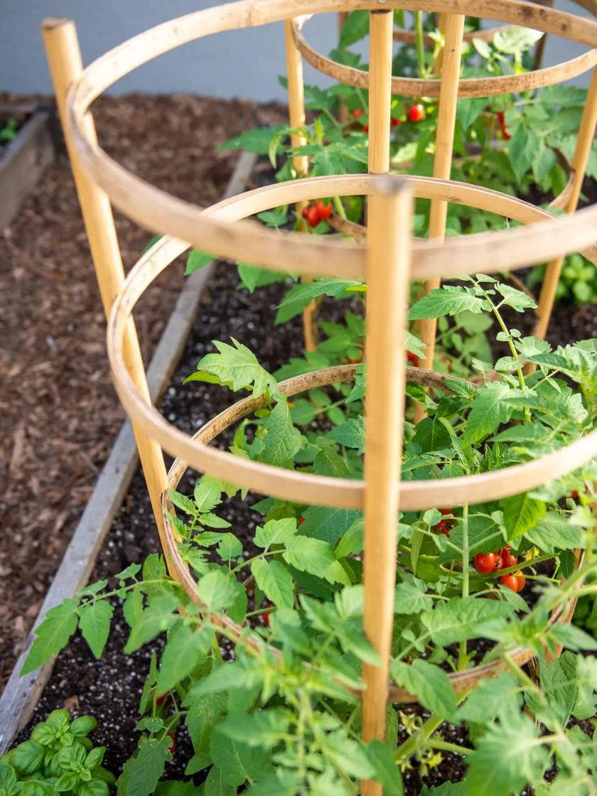 Bamboo Tomato Cages, Set of 3 Bamboo Tomato Cages, Set Of 3 -Garden Care Specialty Store 8613426 6932