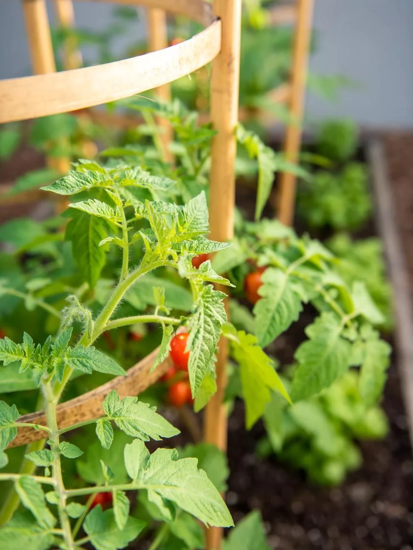 Bamboo Tomato Cages, Set of 3 Bamboo Tomato Cages, Set Of 3 -Garden Care Specialty Store 8613426 6934