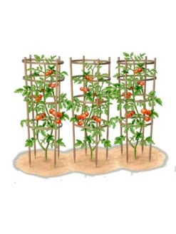 Bamboo Tomato Cages, Set Of 3 9 Bamboo Tomato Cages, Set Of 3 -Garden Care Specialty Store 8613426 art
