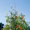Rainbow Spiral Supports, Set Of 5 -Garden Care Specialty Store GS36377 01 tif