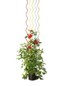 Rainbow Spiral Supports, Set Of 5 -Garden Care Specialty Store GS36377 03S tif
